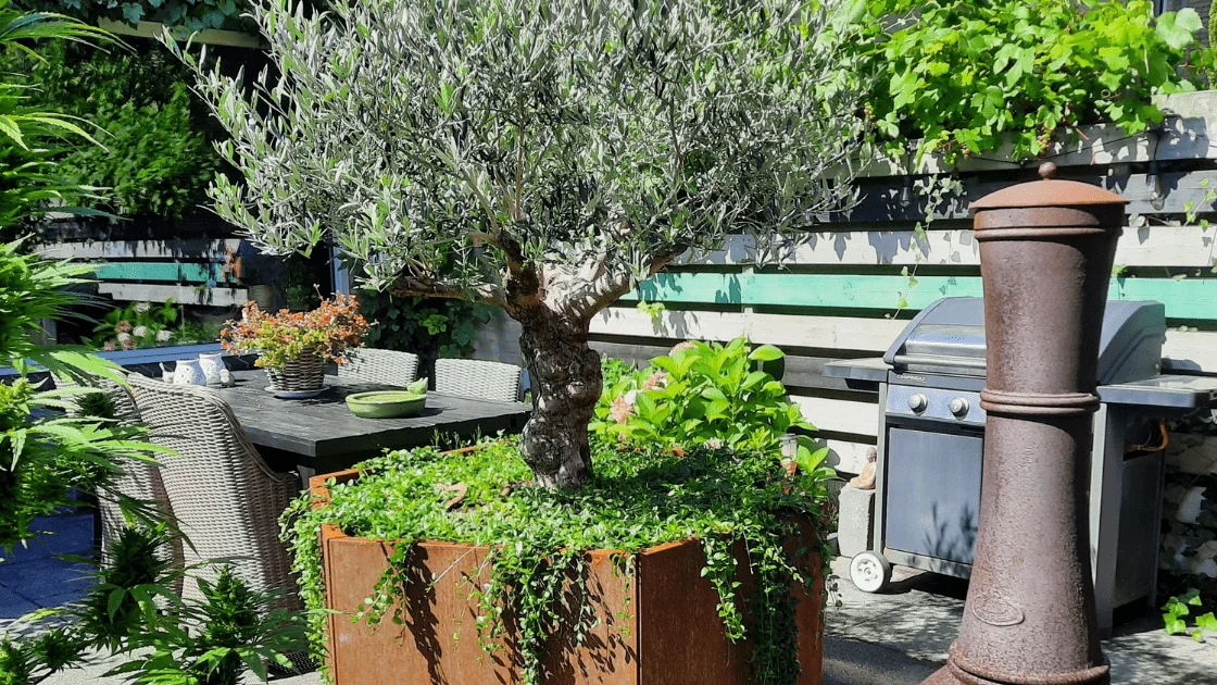 Olive tree in a large planter: choosing the right pot and care tips